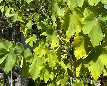 Holiday home Vacanze Efisio E Vilma *