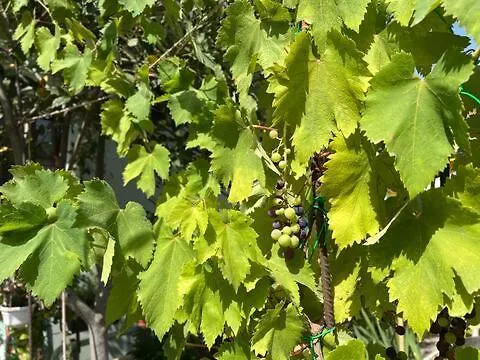 別荘 Vacanze Efisio E Vilma *